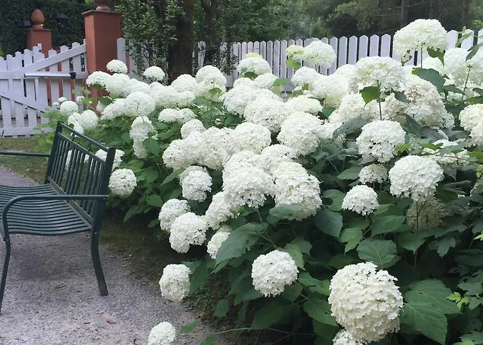 Il Quadrifoglio Sciolze